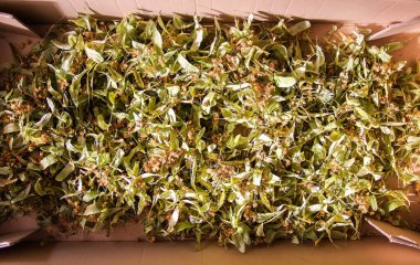 Bitki çayı için ıhlamur ağacı, ıhlamur ağacı ya da Tilia kurutulmuş çiçek.