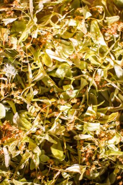 Bitki çayı için ıhlamur ağacı, ıhlamur ağacı ya da Tilia kurutulmuş çiçek.