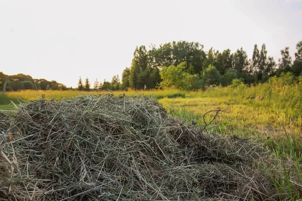 Torkat Landsbygden Mown Gräs Sommaren Förberedd För Vintern — Stockfoto