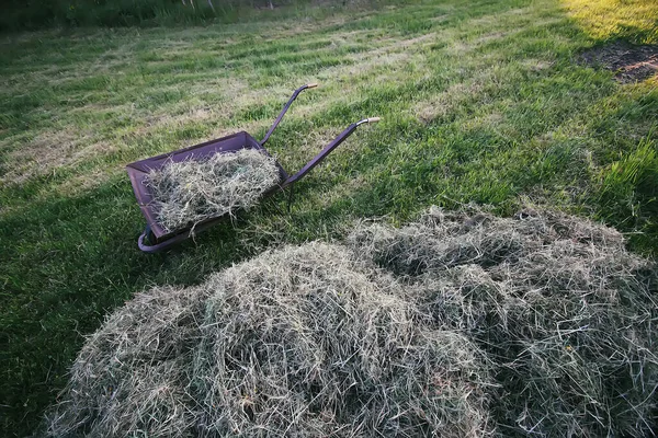 Skottkärra Nära Det Torkade Höet Landsbygden Mown Gräs Sommaren Förberedd — Stockfoto