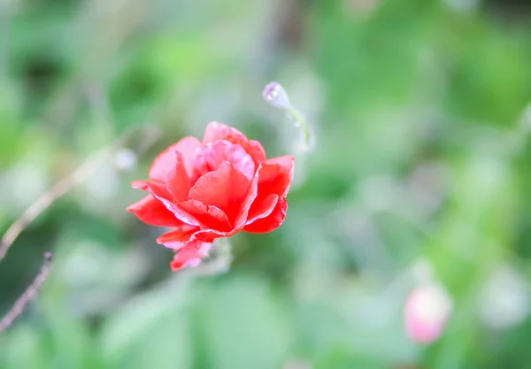 Yaz Çayırında Yabani Kırmızı Gelincik Çiçekleri — Stok fotoğraf