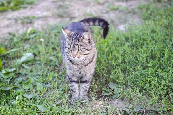 Funny Young Cat Outdoors Countryside — Stock Photo, Image