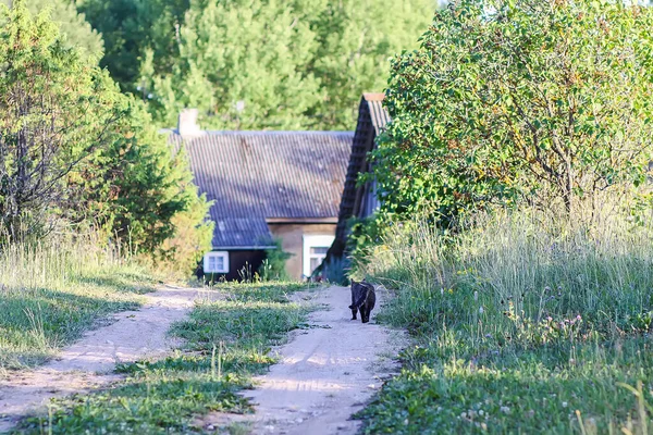 Divertido Joven Gato Aire Libre Rural Casa Edificio Fondo Campo — Foto de Stock