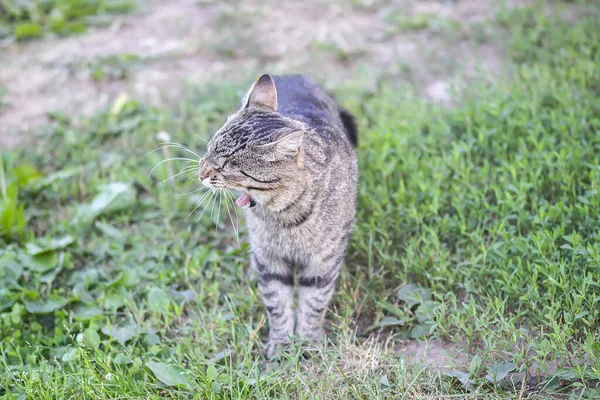 Komik Genç Kedi Kırsalda Miyavlıyor — Stok fotoğraf