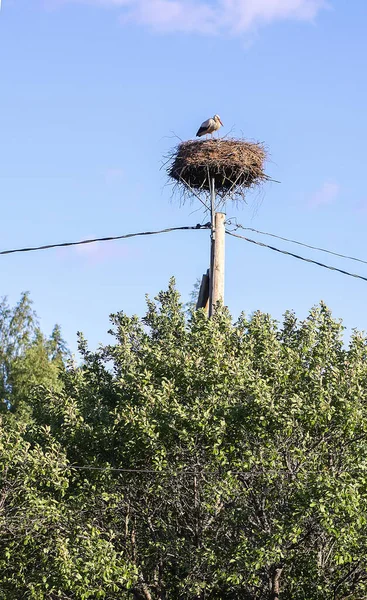 Weißstorch Ciconia Ciconia Vogel Freien Auf Nest Der Landschaft — Stockfoto