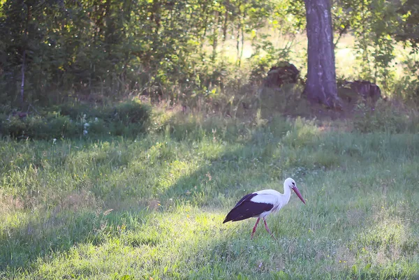 Cigogne Blanche Ciconia Ciconia Oiseau Extérieur Dans Campagne — Photo