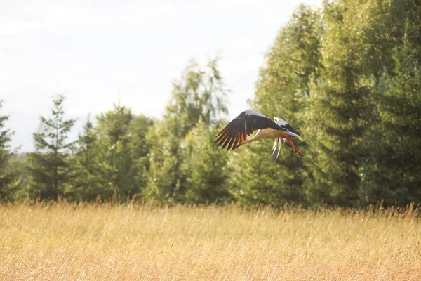 Weißstorch Ciconia Ciconia Vogel Fliegt Freien Der Landschaft — Stockfoto