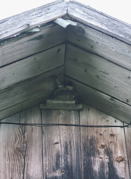 Polykejte Ptáky Hnízdě Dřevěné Stěně Starého Venkovského Domu — Stock fotografie