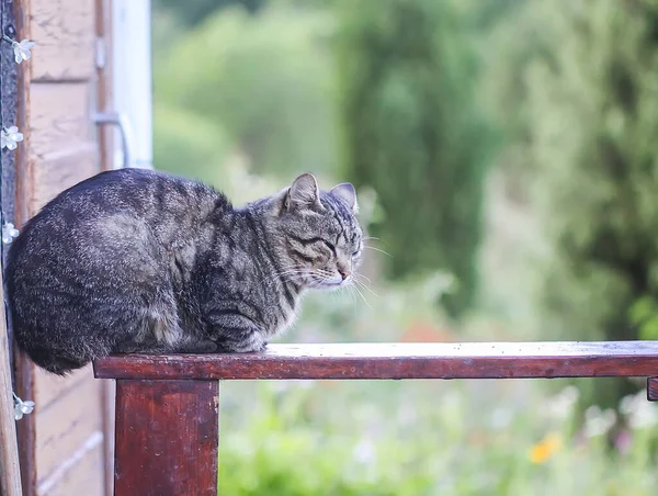 Divertido Gato Joven Sentado Barandilla Madera Aire Libre Campo — Foto de Stock