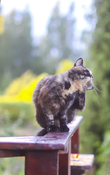 Komik Genç Bir Kedi Ahşap Korkuluklarda Oturuyor Kırsalda — Stok fotoğraf