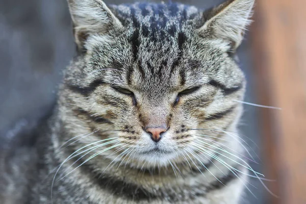 Divertido Gato Joven Aire Libre Campo — Foto de Stock