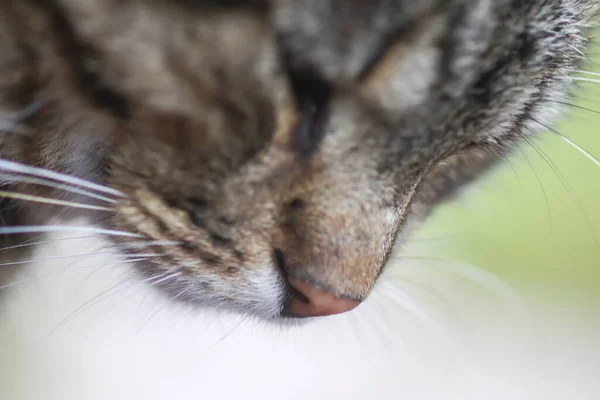 Kucing Muda Lucu Luar Ruangan Pedesaan — Stok Foto