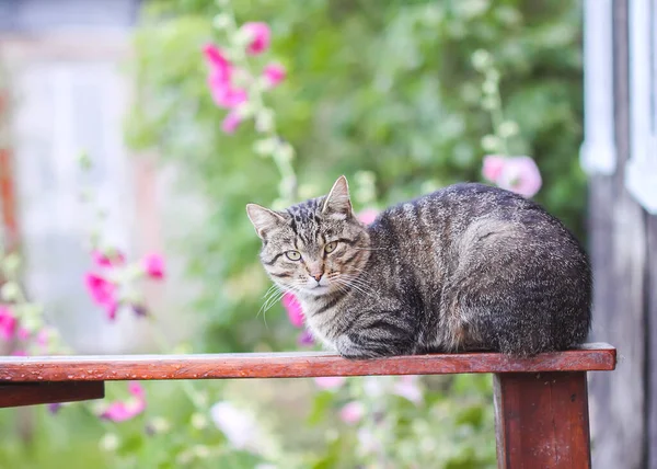 Komik Genç Bir Kedi Ahşap Korkuluklarda Oturuyor Kırsalda — Stok fotoğraf