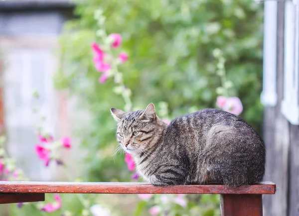 田舎の屋外で木製の手すりに座って面白い若い猫 — ストック写真