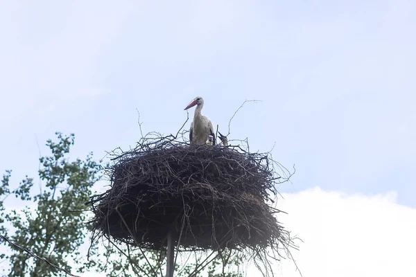 Cigogne Blanche Ciconia Ciconia Oiseau Nid Extérieur Dans Campagne — Photo