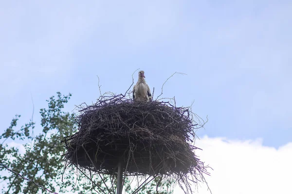 Cigogne Blanche Ciconia Ciconia Oiseau Nid Extérieur Dans Campagne — Photo