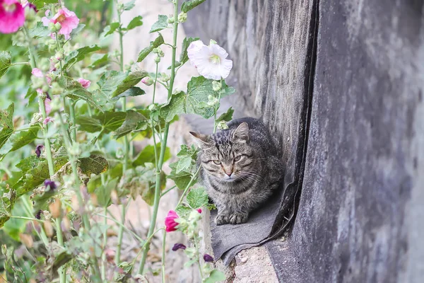 Engraçado Jovem Gato Livre Sentado Fundação Cimento Campo — Fotografia de Stock