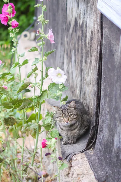 Divertido Gato Joven Aire Libre Sentado Sobre Cimientos Cemento Campo —  Fotos de Stock