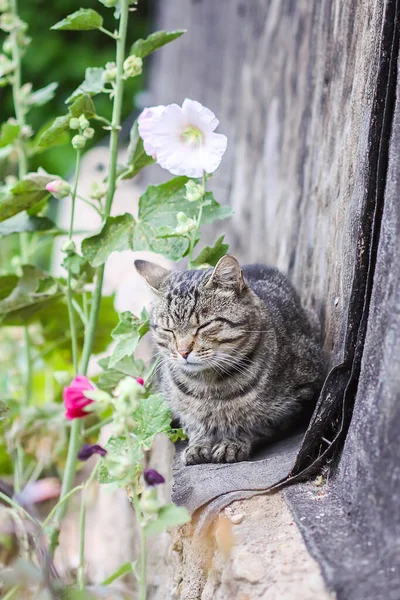 Lustige Junge Katze Freien Sitzt Auf Zementfundament Der Landschaft — Stockfoto