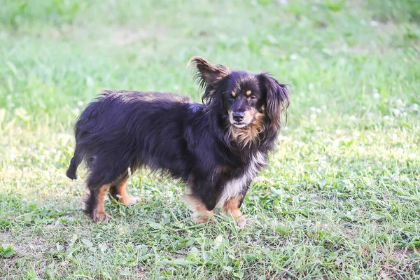 田舎の夏の庭で面白いモングレル黒犬屋外 — ストック写真