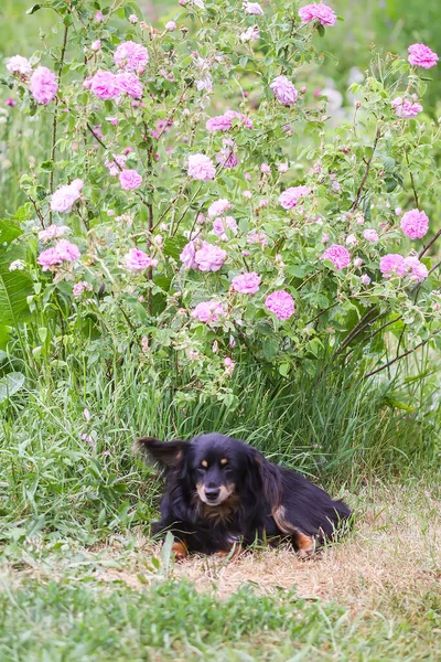 Funny Mongrel Black Dog Outdoors Summer Garden Rose Flowers Countryside — Stock Photo, Image