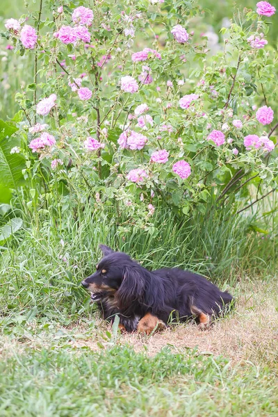 Mestizo Divertido Perro Negro Aire Libre Jardín Verano Con Flores — Foto de Stock