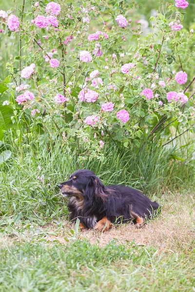 Mestizo Divertido Perro Negro Aire Libre Jardín Verano Con Flores — Foto de Stock