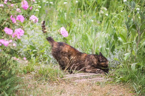 Engraçado Jovem Gato Livre Campo — Fotografia de Stock