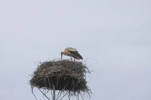 Weißstorch Ciconia Ciconia Vogel Auf Nest Freien Der Landschaft — Stockfoto