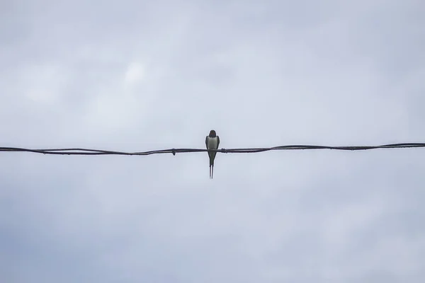 Avaler Oiseau Assis Sur Fil Sur Fond Ciel — Photo