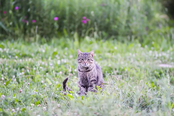 Lustige Junge Katze Freien Auf Dem Land — Stockfoto