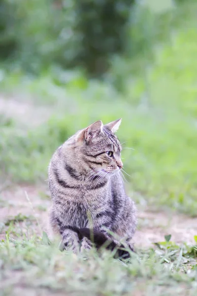 Funny Young Cat Outdoors Countryside — Stock Photo, Image