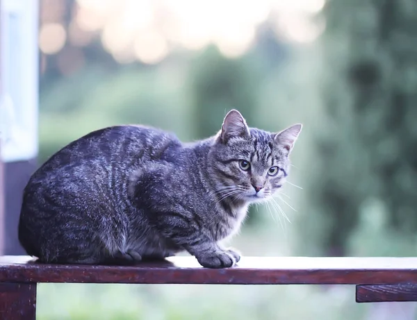 Divertido Gato Joven Aire Libre Campo — Foto de Stock