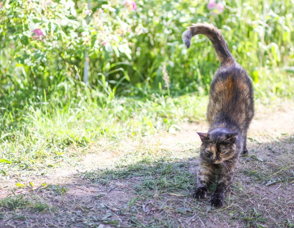 Çok Renkli Kedi Dışarıda Esniyor — Stok fotoğraf