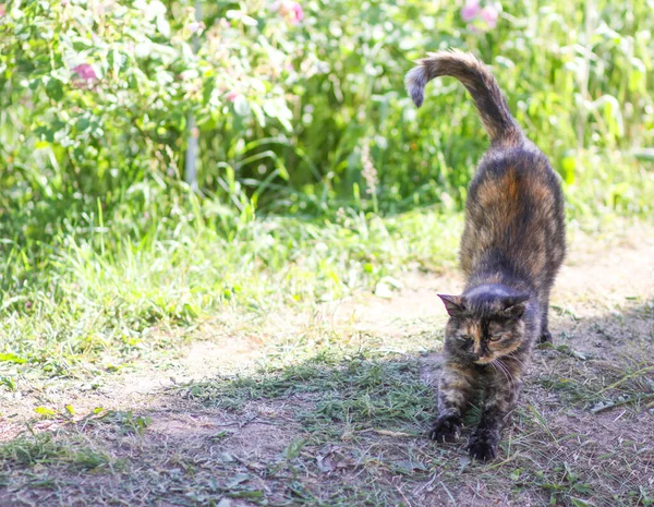 Sokszínű Macska Nyújtózkodik Szabadban — Stock Fotó