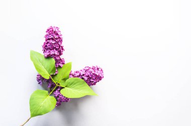 Mor leylak çiçekli bahar çiçekleri. Yaygın şırınga bitkisi