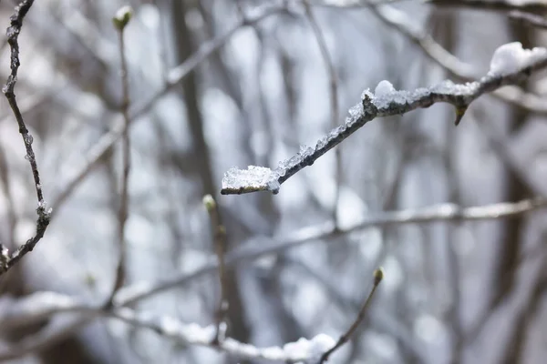 Winterliche Naturdetails Auf Dem Land Osteuropa Schneebedeckte Äste Einem Kalten — Stockfoto