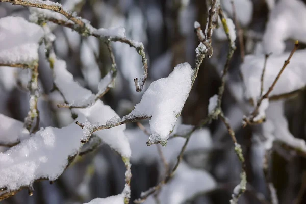 Zimowe Szczegóły Przyrody Wsi Europie Wschodniej Ośnieżone Gałęzie Drzew Chłodny — Zdjęcie stockowe