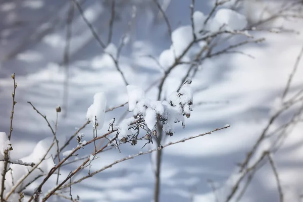 Detalles Naturaleza Invernal Campo Europa Del Este Árbol Cubierto Nieve — Foto de Stock