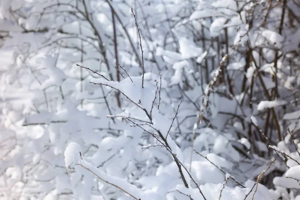 Doğu Avrupa Nın Kırsal Kesimlerinde Kış Doğası Ayrıntıları Soğuk Güneşli — Stok fotoğraf