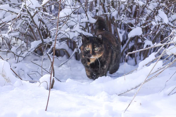 Aktive Hauskatze Spaziert Tiefschnee Winterpark — Stockfoto