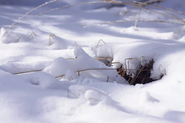 Winter Natuur Details Het Platteland Oost Europa — Stockfoto