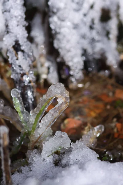 Detalles Naturaleza Invernal Campo Europa Del Este Hierba Congelada Nieve — Foto de Stock