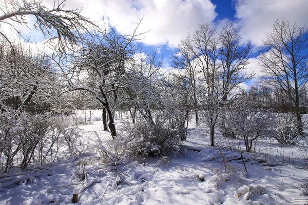 Detalles Naturaleza Invernal Campo Europa Del Este — Foto de Stock