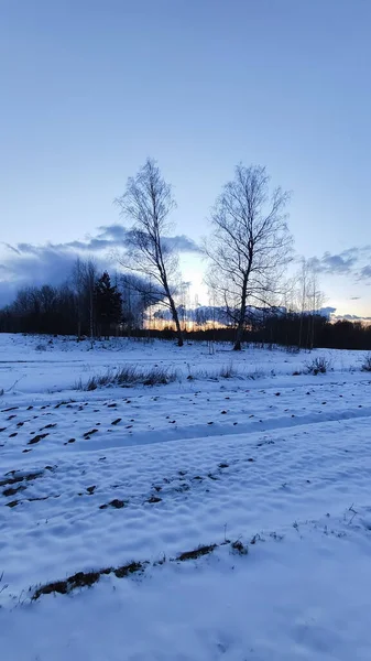 Détails Nature Hivernale Campagne Europe Est Beau Coucher Soleil — Photo