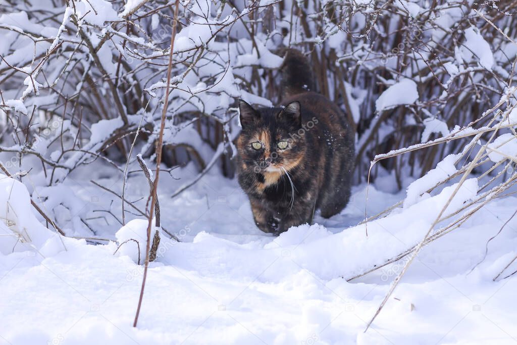 Active domestic cat walks in the deep snow in winter park