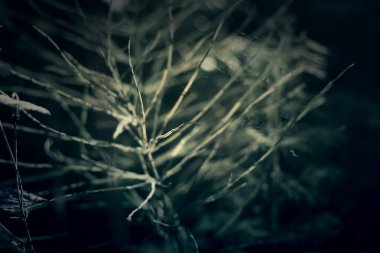 At kuyruğu fabrikası kapanıyor. Equisetum, yılan otu, yapboz çimi