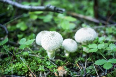 Vahşi ormanda yetişen mantarlar. Lycoperdon yenilebilir mantar.