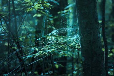 Yaz ormanlarında gün ışığında ağaç dalları. Işık ve gölgeler. Yaz doğası detayları