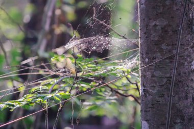Yaz ormanlarında güneş ışığında örümcek ağlı ağaç dalları. Işık ve gölgeler. Yaz doğası detayları
